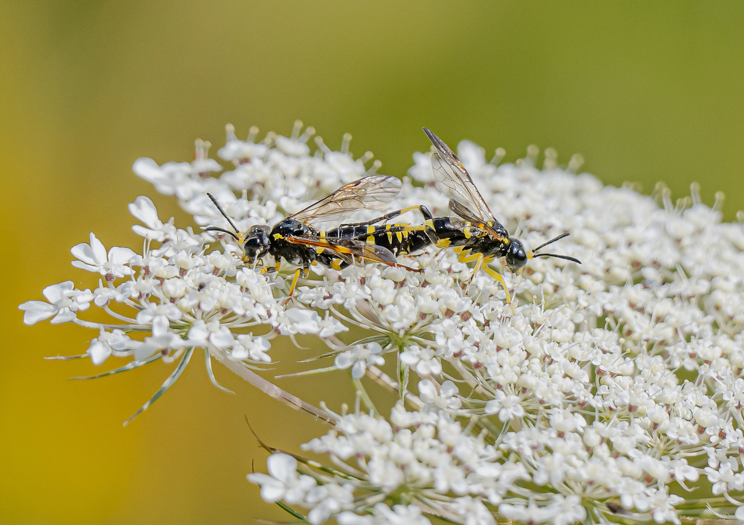 Käferstündchen im Blütenbett