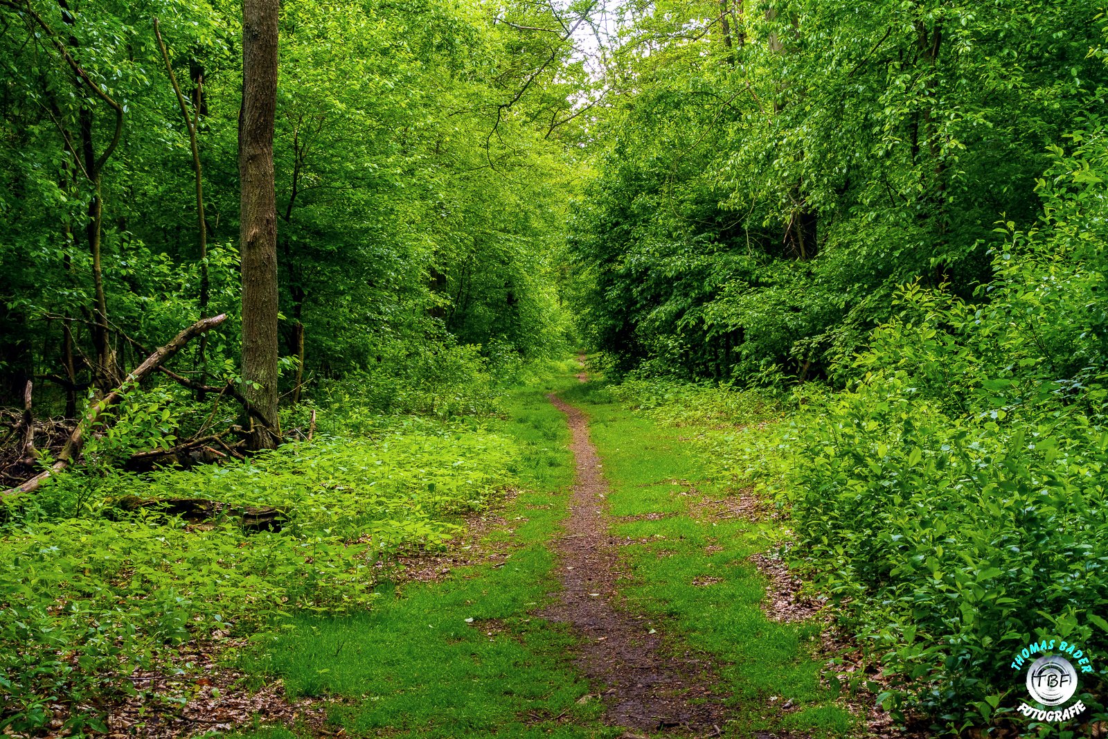 Käfertaler Wald ...