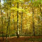 Käfertaler Wald im Herbst