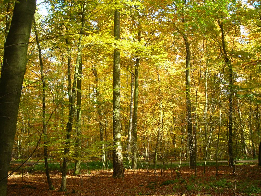 Käfertaler Wald im Herbst