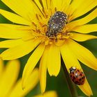 Käfertreffen auf Wiesenbocksbart