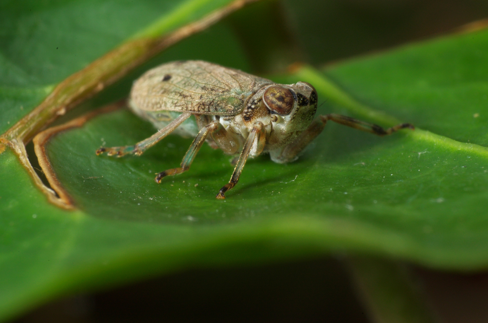 Käferzikade - Issus coleoptratus