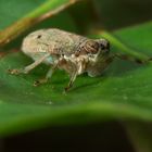 Käferzikade - Issus coleoptratus