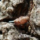 Käferzikadenlarve auf Ahorn (3)