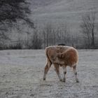 Kälbchen am Morgen