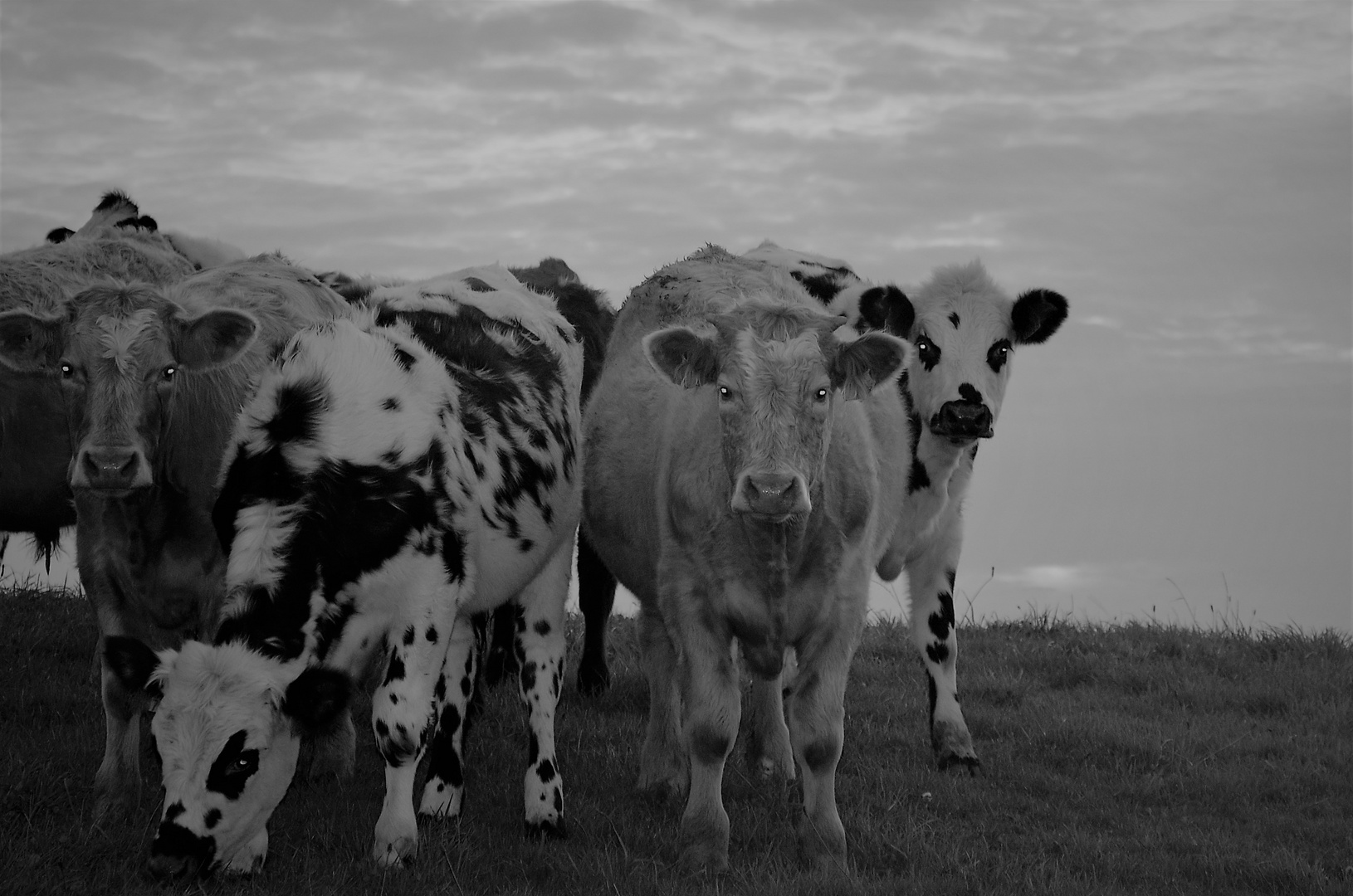 Kälbchen an der Küste Normandie....