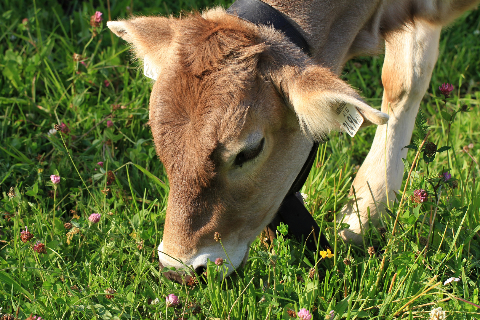 Kälbchen auf Sommerwiese