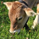 Kälbchen auf Sommerwiese