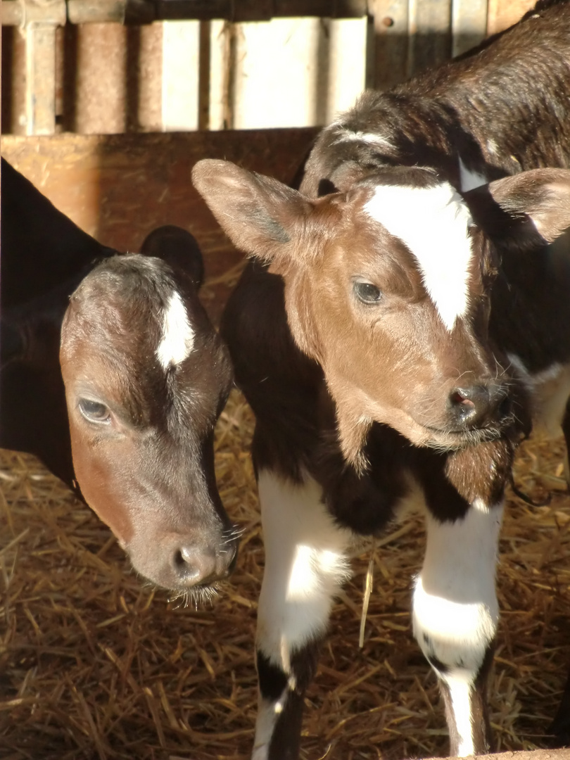 Kälbchen - calves