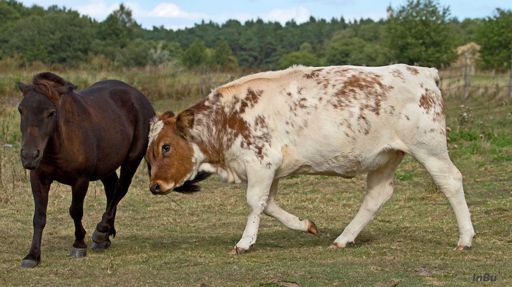 Kälbchen gegen Pony