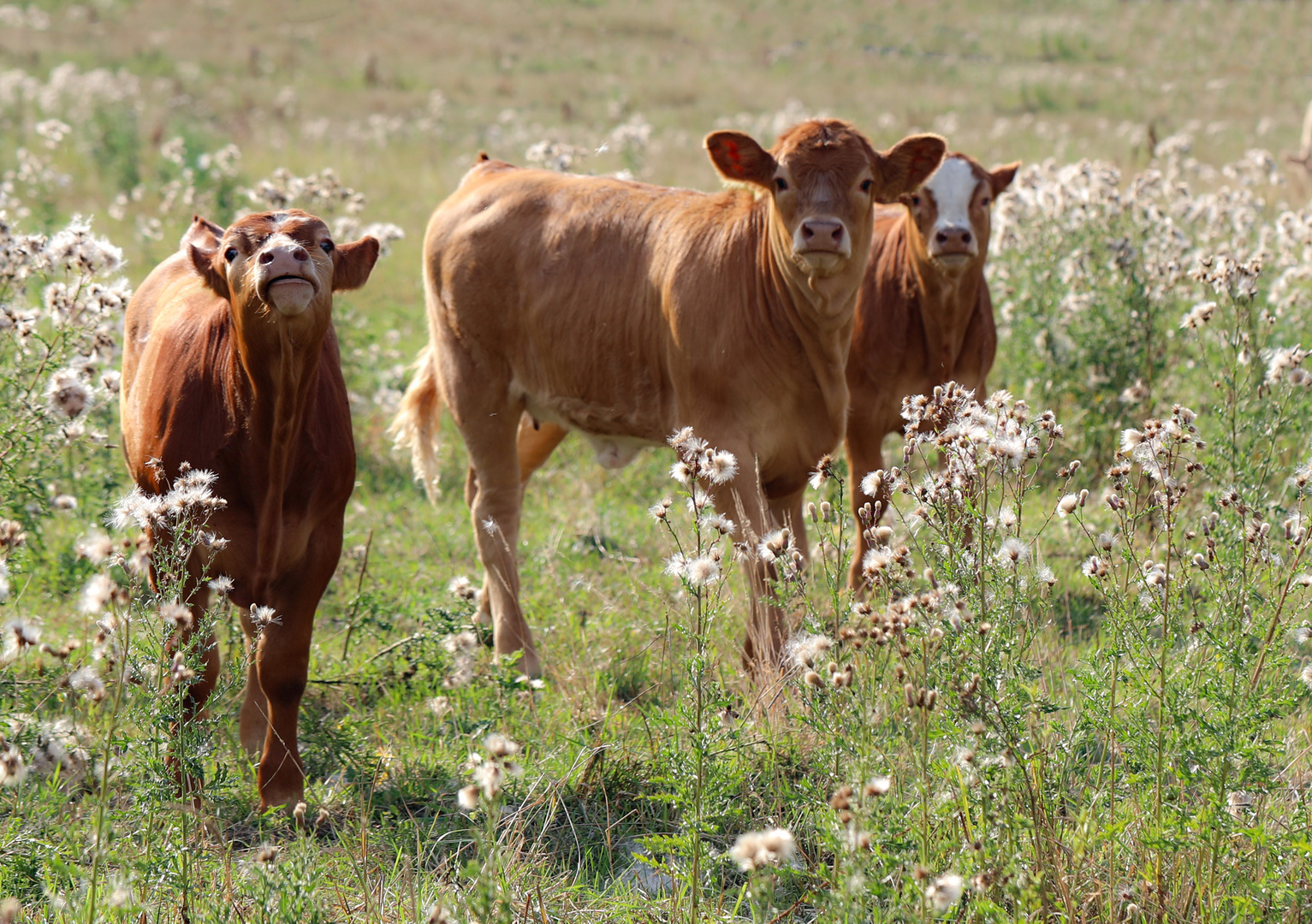 Kälbchen im Distelfeld