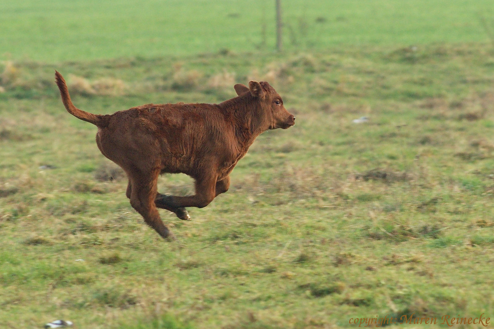 Kälbchen im Galopp