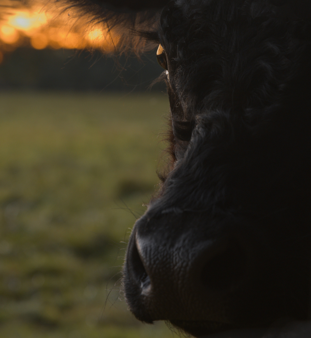 Kälbchen in der Abendsonne