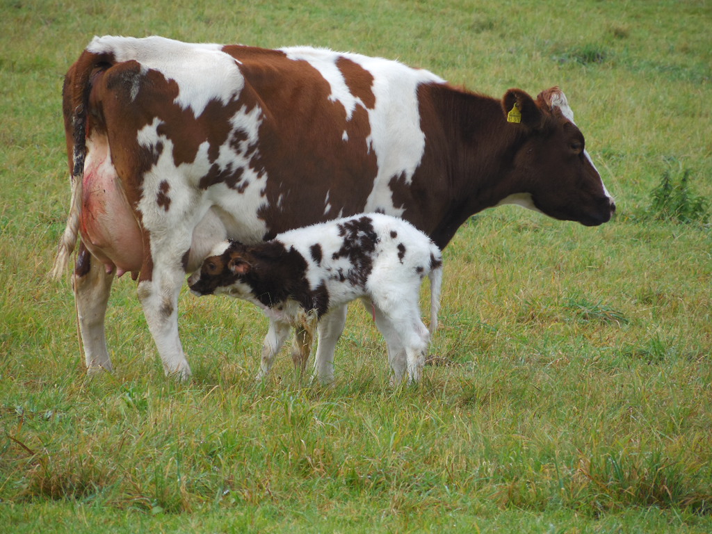 Kälbchen in der Eifel