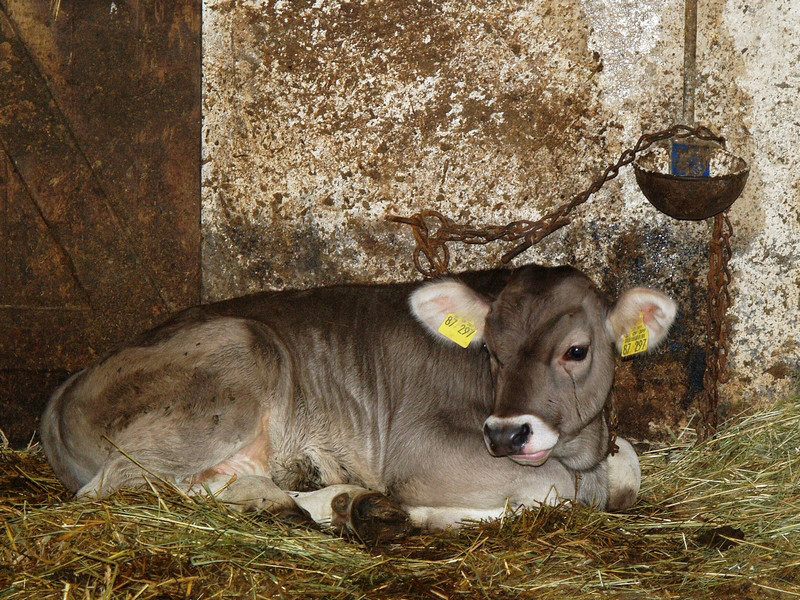 Kälbchen wie Du und ich?