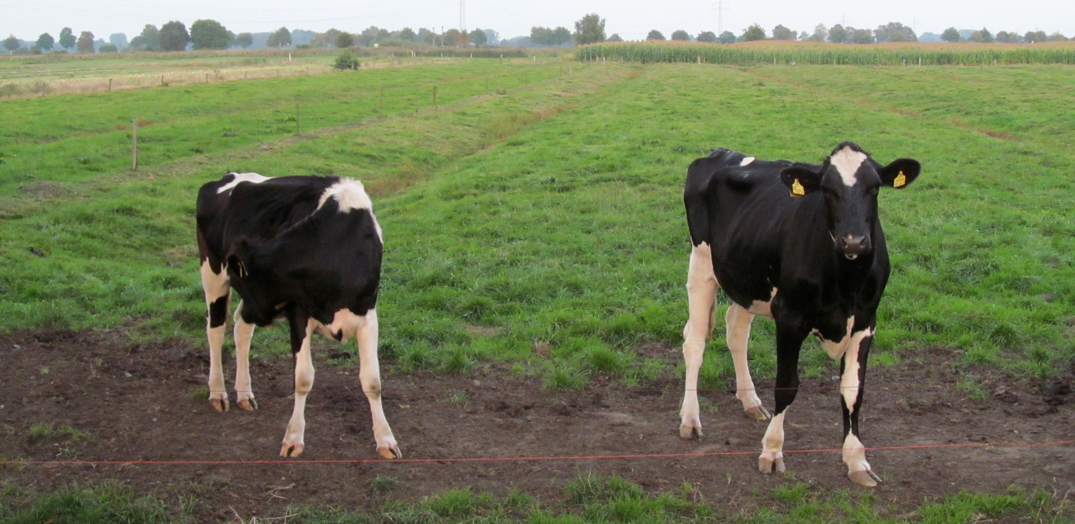 Kaelber im Basbecker Moor ......