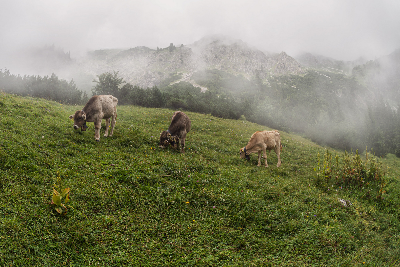 Kälber im Nebel