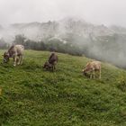 Kälber im Nebel