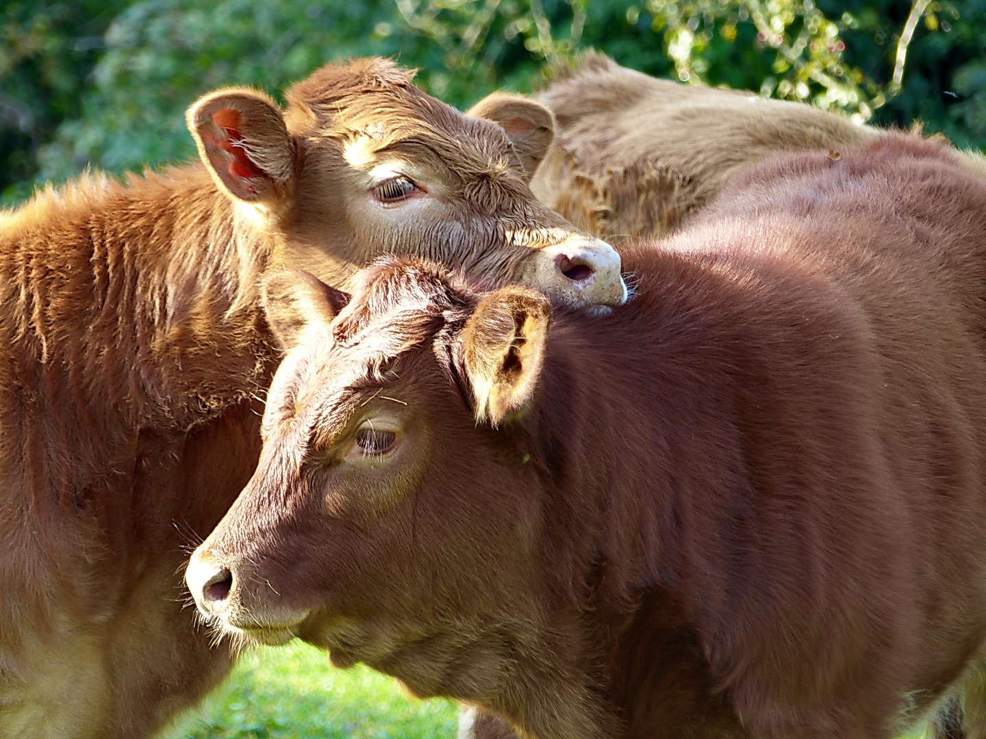 Kälber  Liebe 