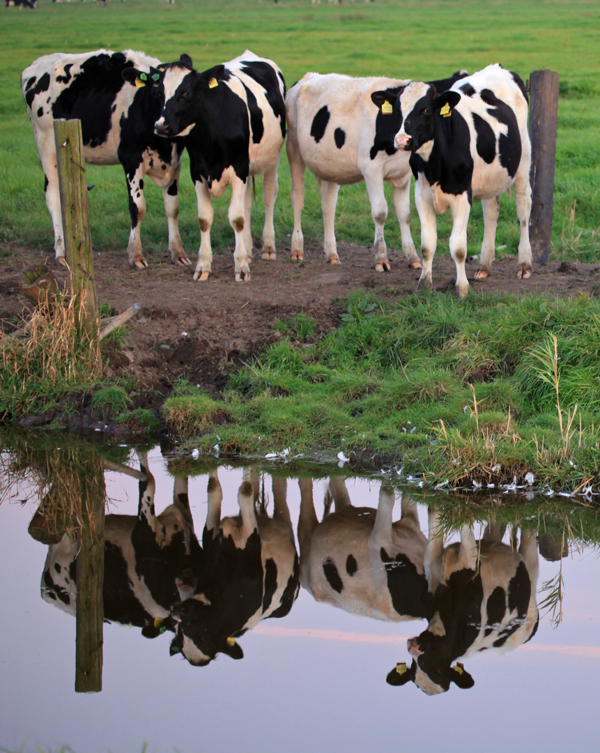 Kälber-Spiegelbild