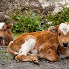 Kälberbabies - Muktinath Tempel, Nepal