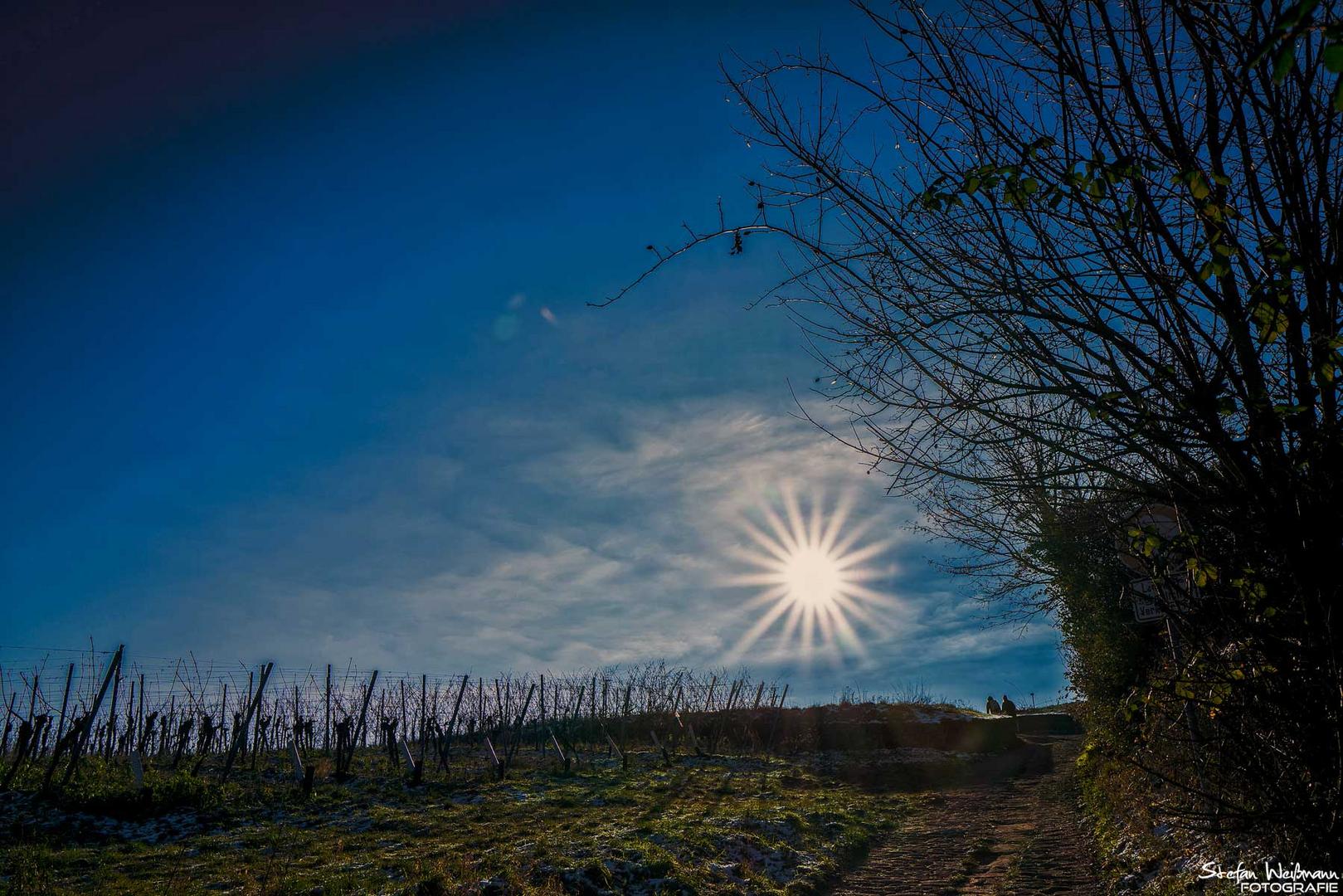 Kälte in den Weinbergen