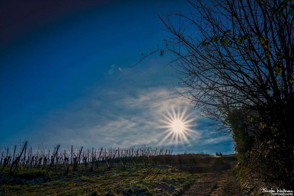 Kälte in den Weinbergen