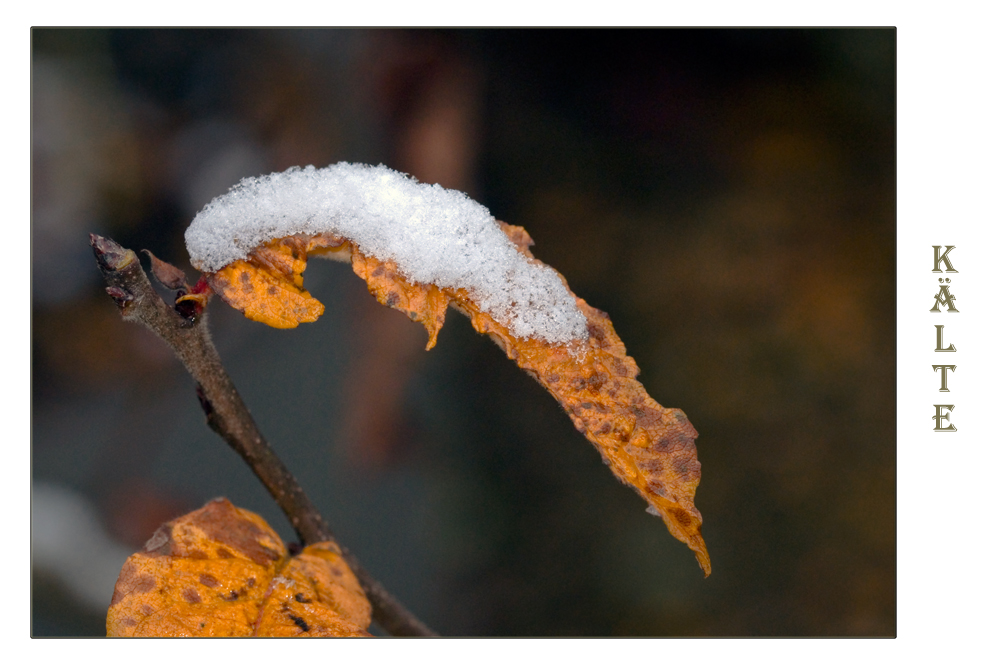 Kälte und Frost