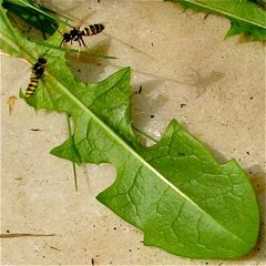 Kämpfe von um das zu parasitierende Sandbienennest konkurrierenden Wespenbienen . . .