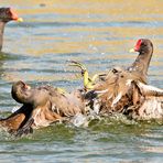 KÄMPFEN BIS ZUM UMFALLEN