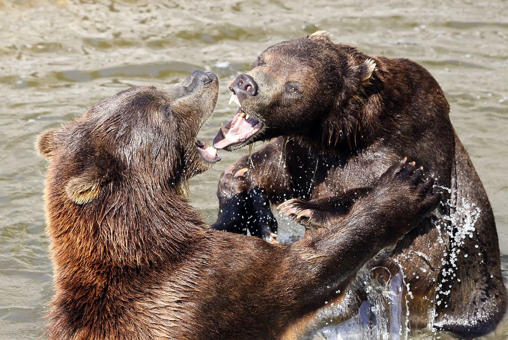 Kämpfende Bären Foto & Bild | tiere, wildlife, säugetiere Bilder auf