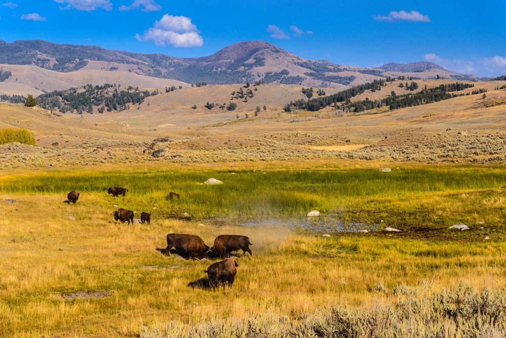 kämpfende Bisonbullen, Lamar Valley, Wyoming, USA