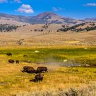 kämpfende Bisonbullen, Lamar Valley, Wyoming, USA