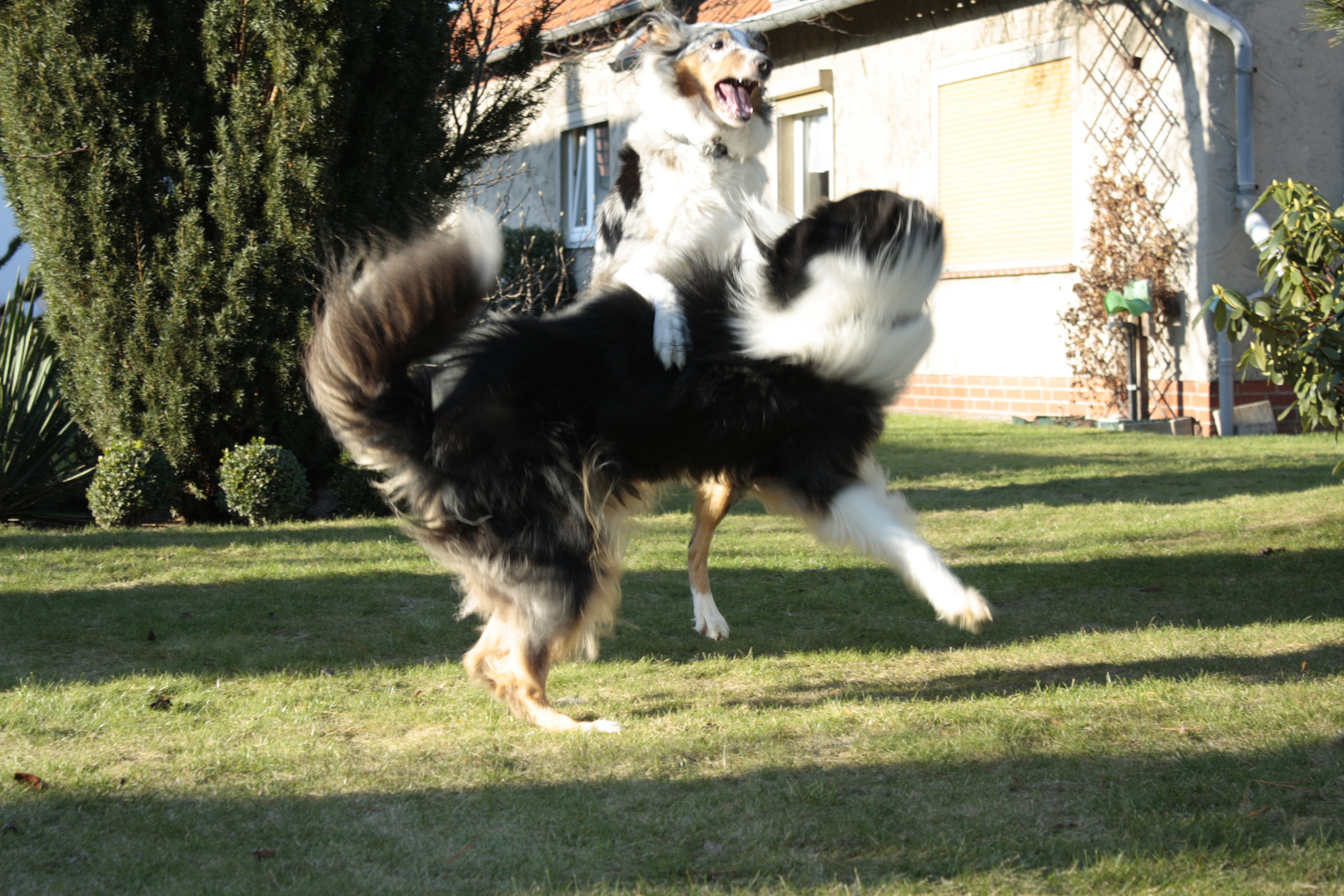 kämpfende Collies ;-)