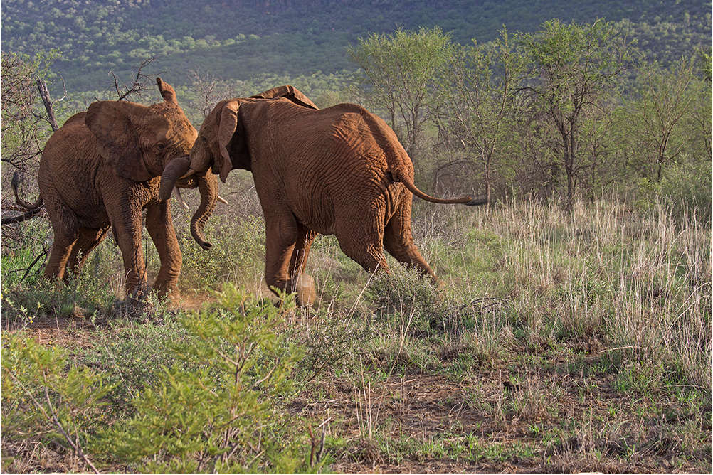 Kämpfende Elefanten (Madikwe-Südafrika)