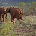 Kämpfende Elefanten (Madikwe-Südafrika)