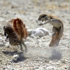 Kämpfende Erdhörnchen im Etosha N.P.