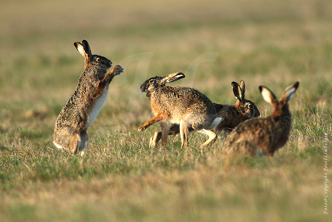 Kämpfende Feldhasen (Lepus europaeus) Copyright Josef Limberger Flugplatz Wels Oö. Foto & Bild ...