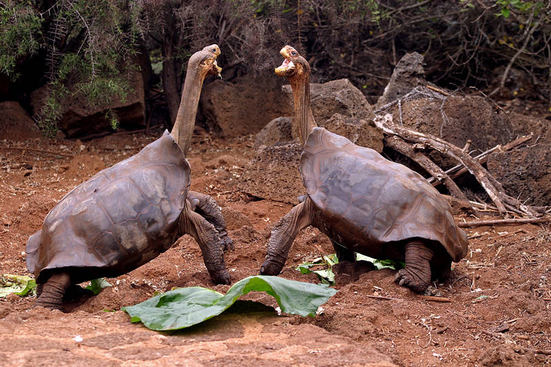 Kämpfende Galapagos Riesenschildkröten