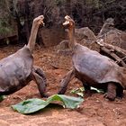 Kämpfende Galapagos Riesenschildkröten