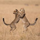 Kämpfende Geparden
