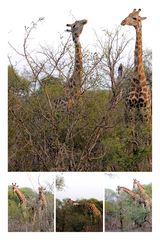 kämpfende Giraffen