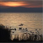 Kämpfende Graureiher als Silhouette auf dem Steinhuder Meer mit Abendhimmel