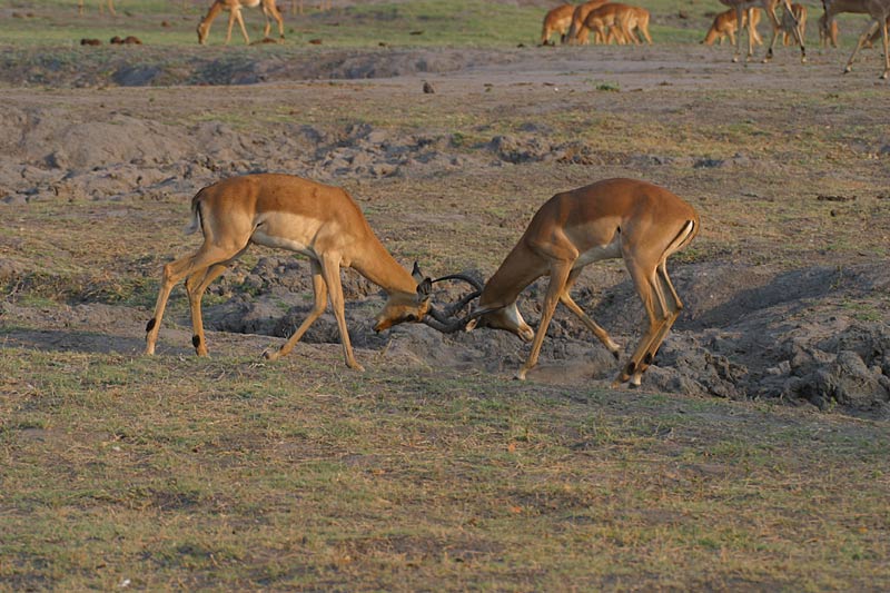 Kämpfende Impala´s an der Chobe Riverfront