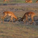 Kämpfende Impala´s an der Chobe Riverfront