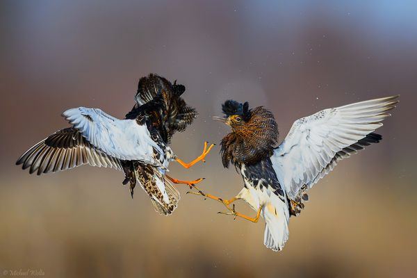 Kämpfende Kampfläufer