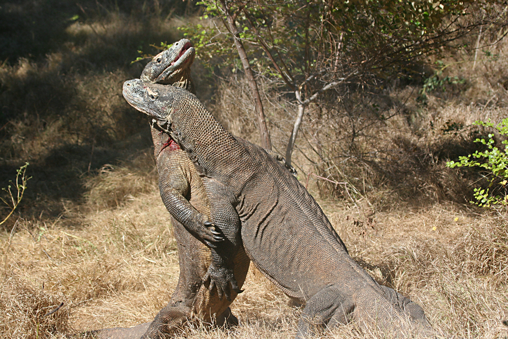 Kämpfende Komodowarane