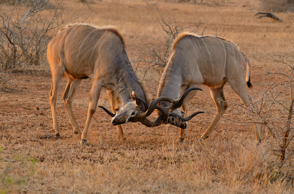 Kämpfende Kudus