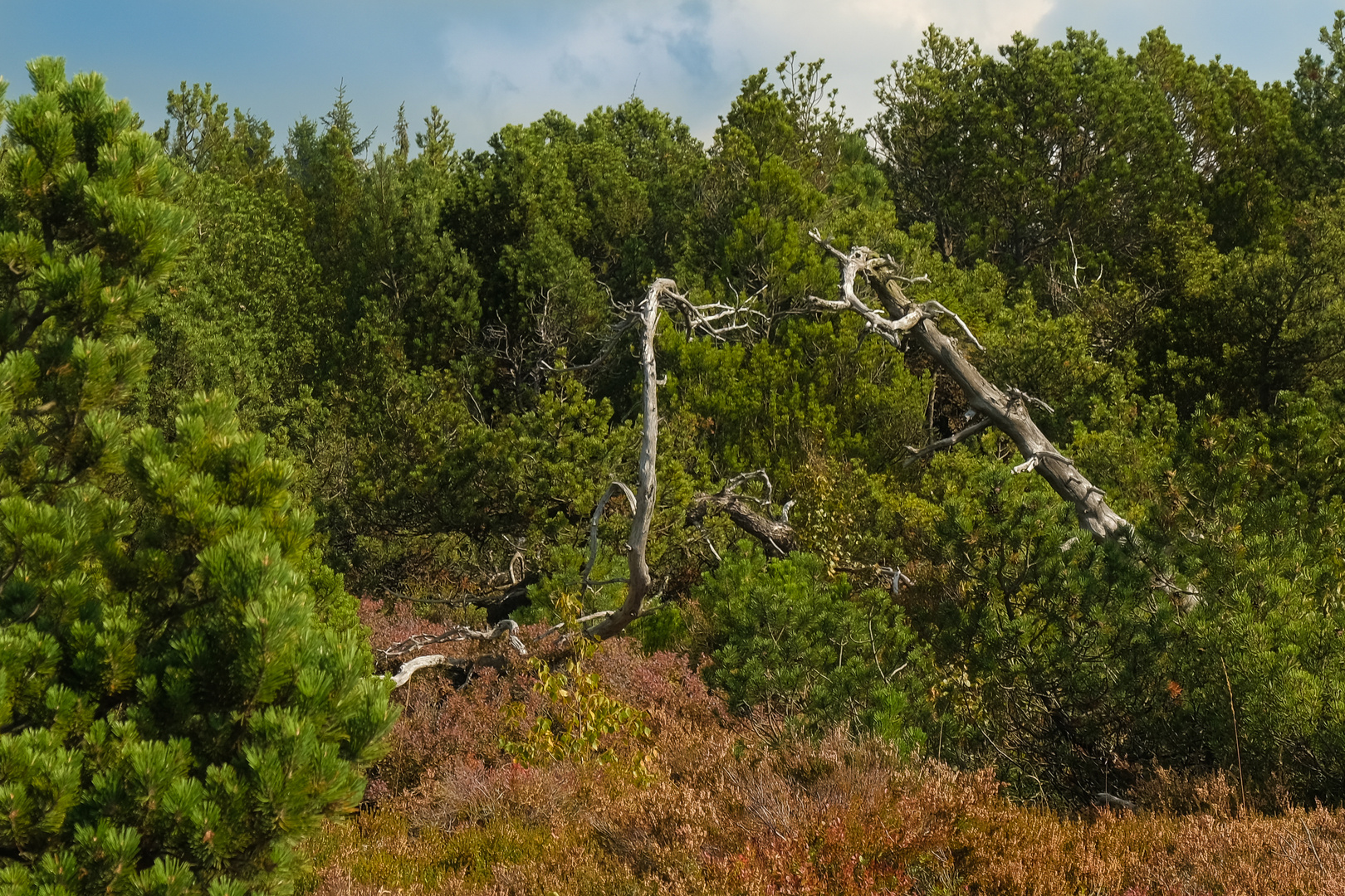 kämpfende Moor Aliens