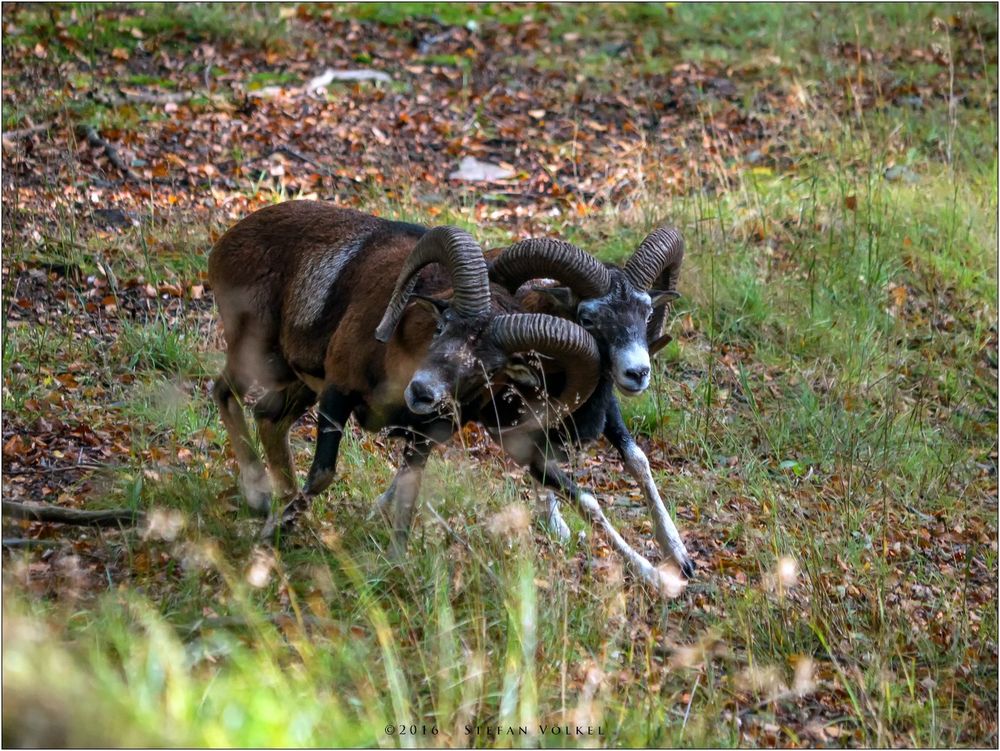 Kämpfende Muffelwidder